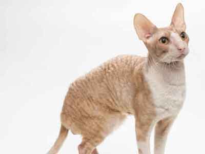 Cornish Rex