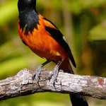 Corrupião