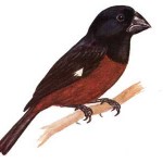 Curió