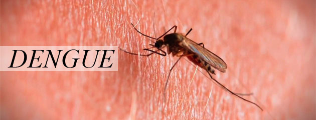 Dengue