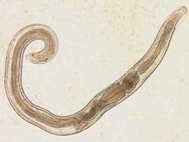 Verminoses Verminoses