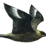 Estercorário