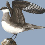 Estercorário
