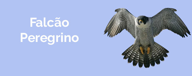 Falcão Peregrino