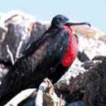 Fragata