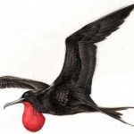 Fragata