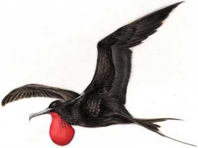 Fragata