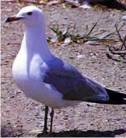 Gaivota Real