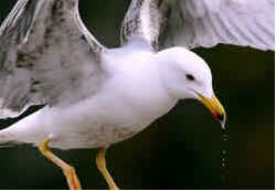 Gaivota Real