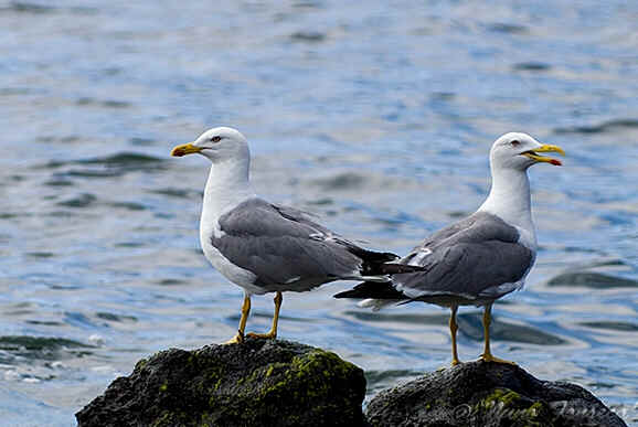 Gaivota Real
