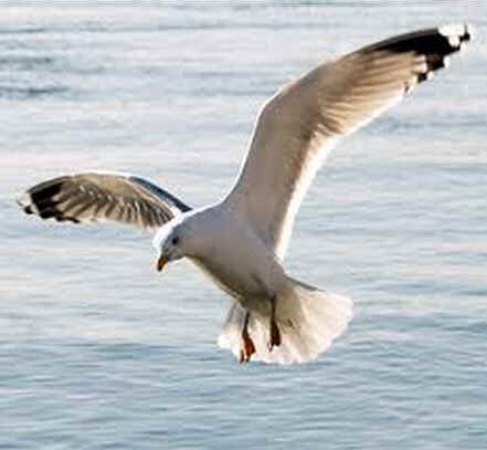 Gaivota Real