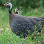 Galinha d'angola