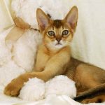 Gato Abissínio
