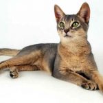 Gato Abissínio
