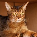 Gato Abissínio
