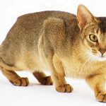 Gato Abissínio