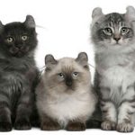Gato American Curl