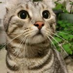 Gato American Curl