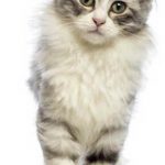 Gato American Curl