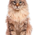 Gato American Curl