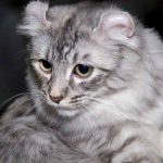 Gato American Curl