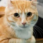 Gato American Curl