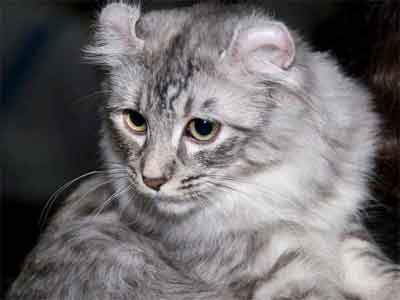Gato American Curl