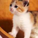 Gato American Shorthair