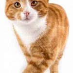 Gato American Shorthair