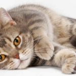 Gato American Shorthair