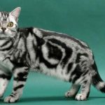 Gato American Shorthair