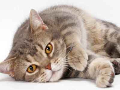 Gato American Shorthair