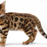Gato Bengal