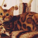 Gato Bengal