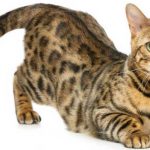Gato Bengal