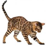 Gato Bengal
