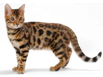 Gato Bengal