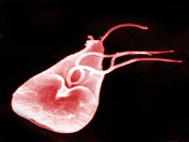 Verminoses Verminoses