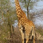Girafa