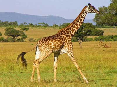Girafa
