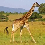 Girafa