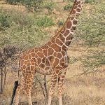 Girafa
