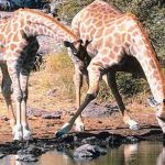Girafa