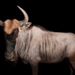 Gnu
