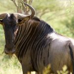 Gnu