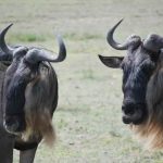 Gnu