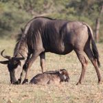 Gnu