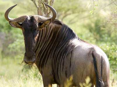 Gnu