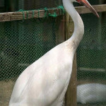 Grou