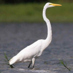 Grou